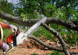 Oroville East, CA Tree Services Company